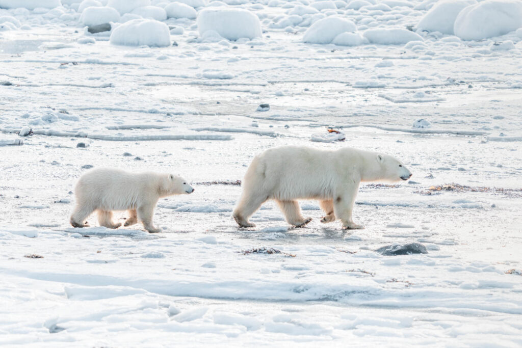 Things to do in Churchill Manitoba